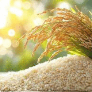 Premium 1121 Golden Basmati Rice Exporter from Pakistan